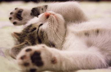 Cute kitten